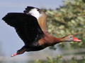 Black-bellied Whistling-Duck